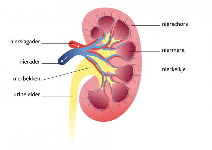 nierbekkenontsteking